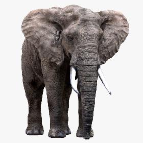 Elephant(Rigged) 3D model
